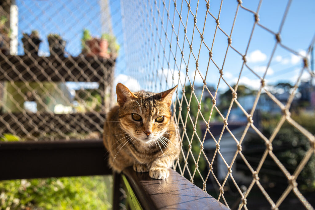 Commercial Building Safety Nets – A Smart Safety Investment cat safety net protection